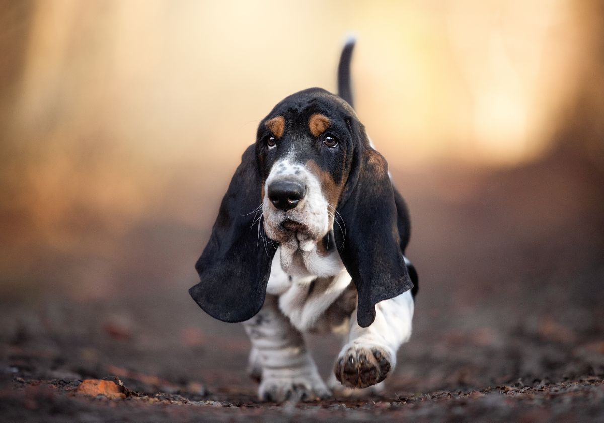 chiot basset hound marchant dans la forêt