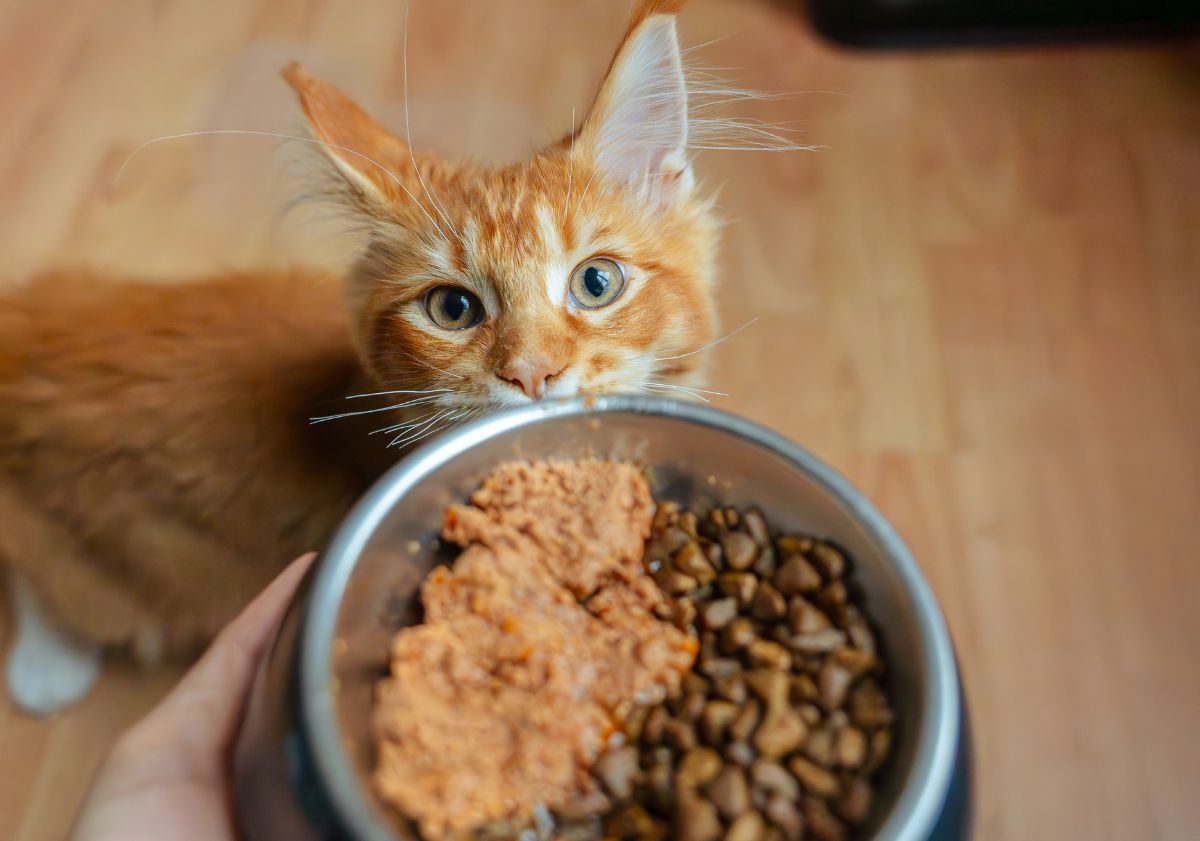 chat roux attendant sa gamelle de bi-nutrition