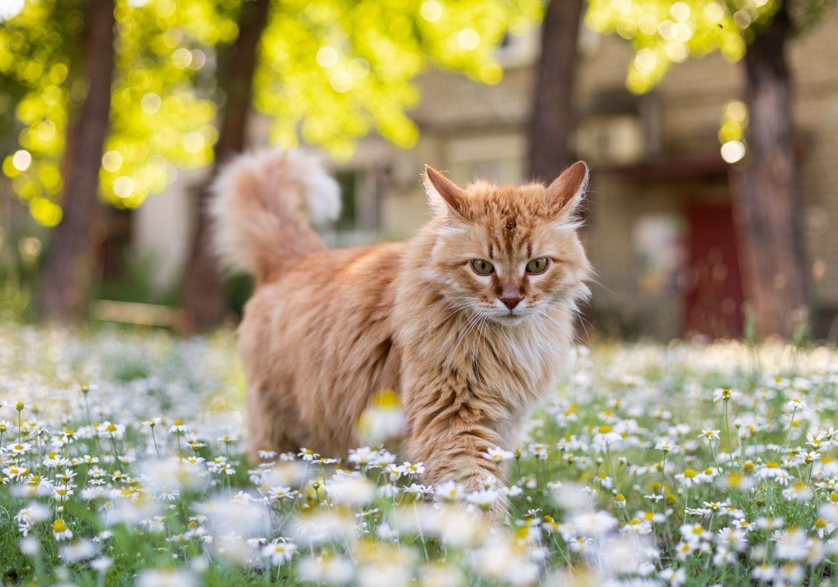 chat roux à poil long dans un champ de fleurs blanches au printemps