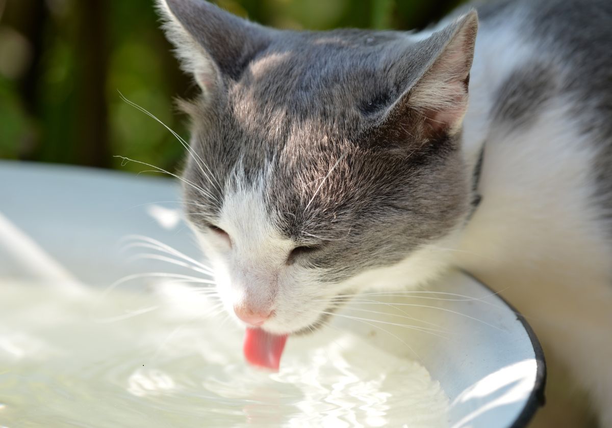 chat gris et blanc buvant de l'eau