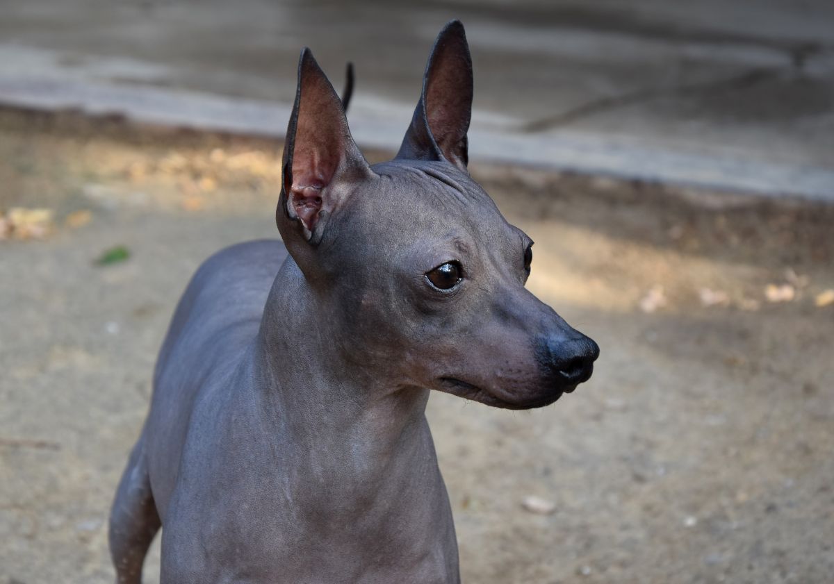 chien nu du mexique 
