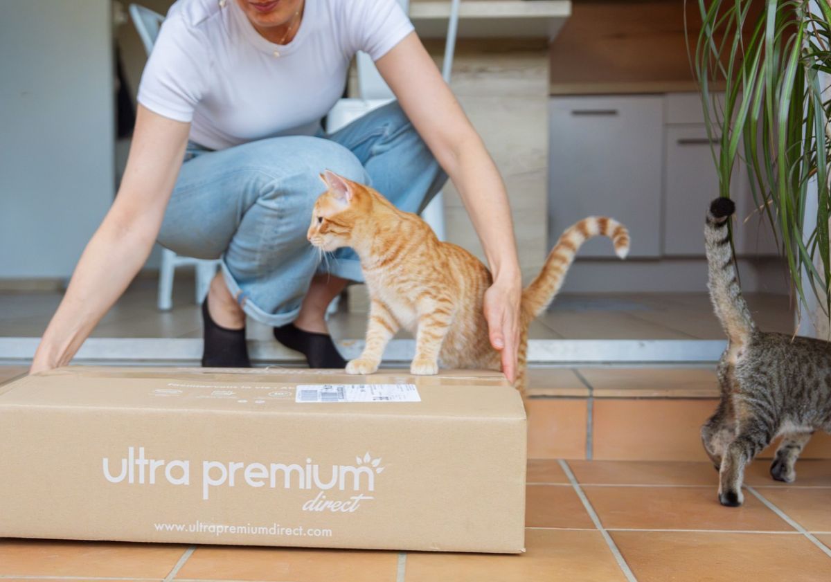 chat sur son carton ultra premium direct