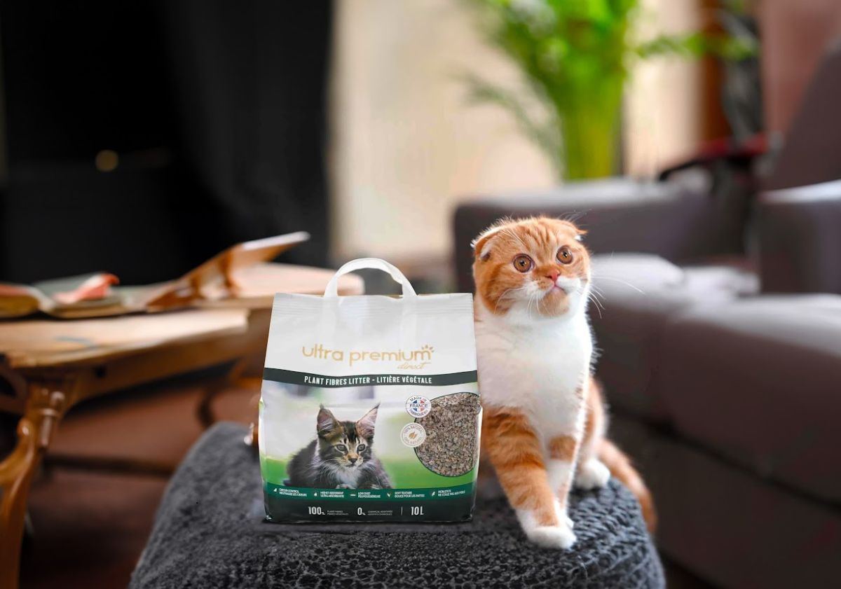 chat roux et blanc à côté de son sac de litière végétale
