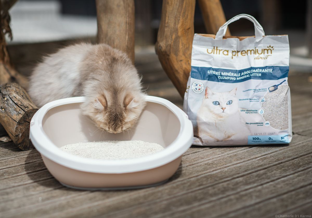 chaton devant son bac à litière à côté de la litière minérale agglomérante ultra premium direct