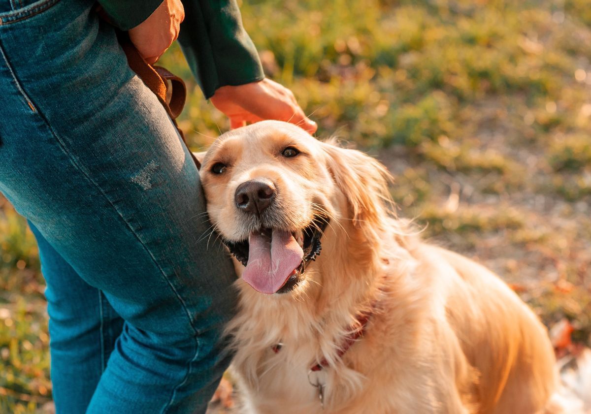 golden retriever contre la cuisse de sa maitresse en promenade