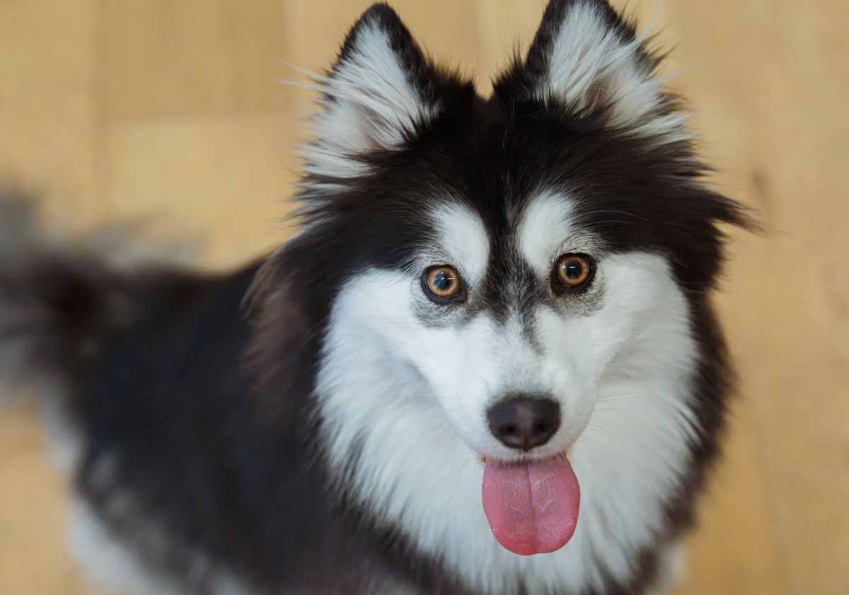 pomsky noir et blanc sur du parquet