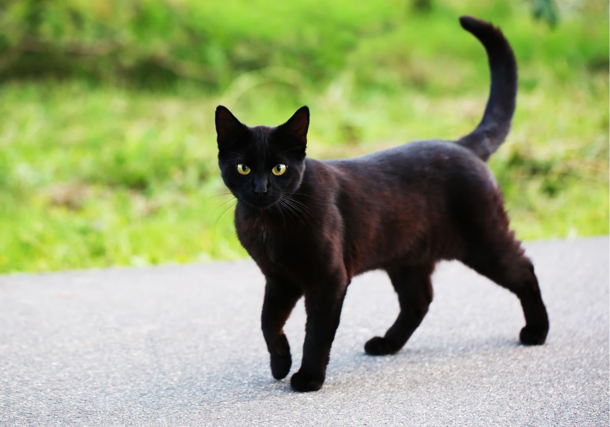 chat noir marchant sur la route
