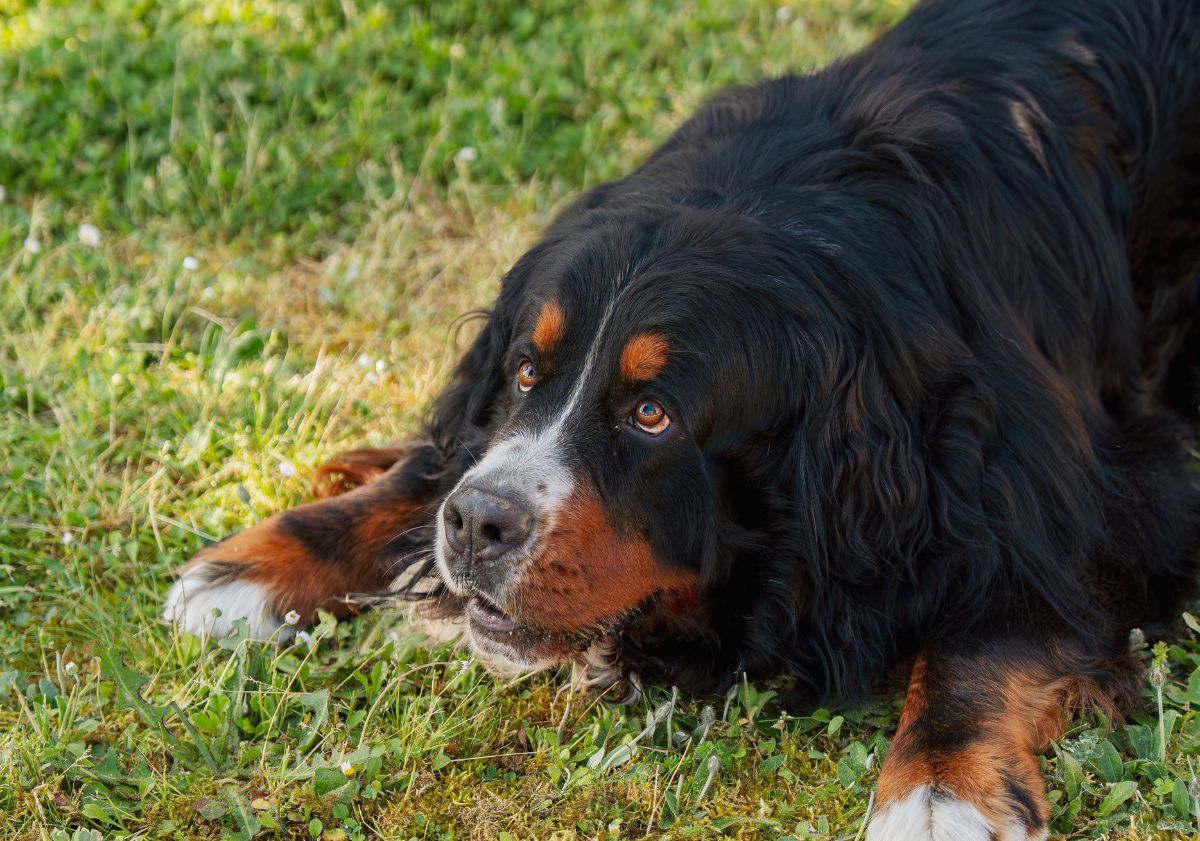bouvier bernois en position de jeu dans le jardin 