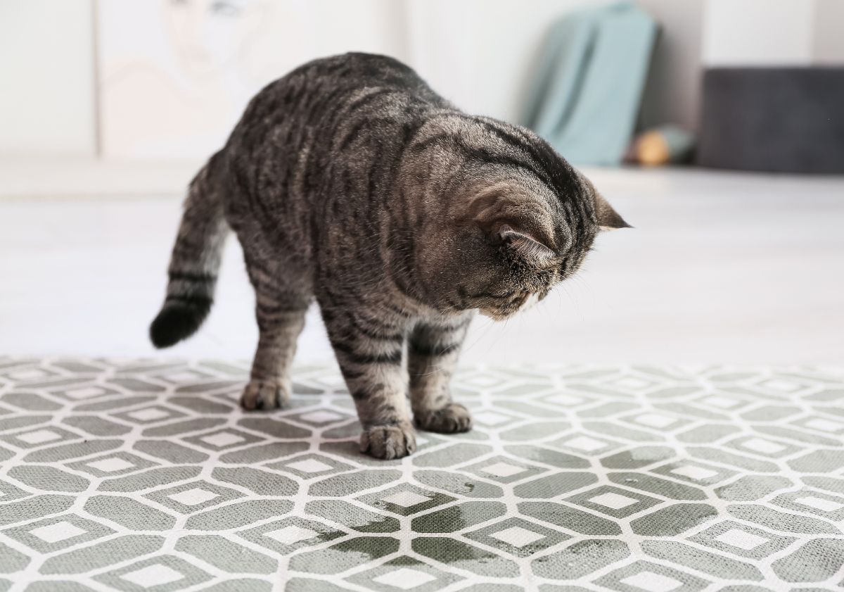 chat qui a fait pipi par terre