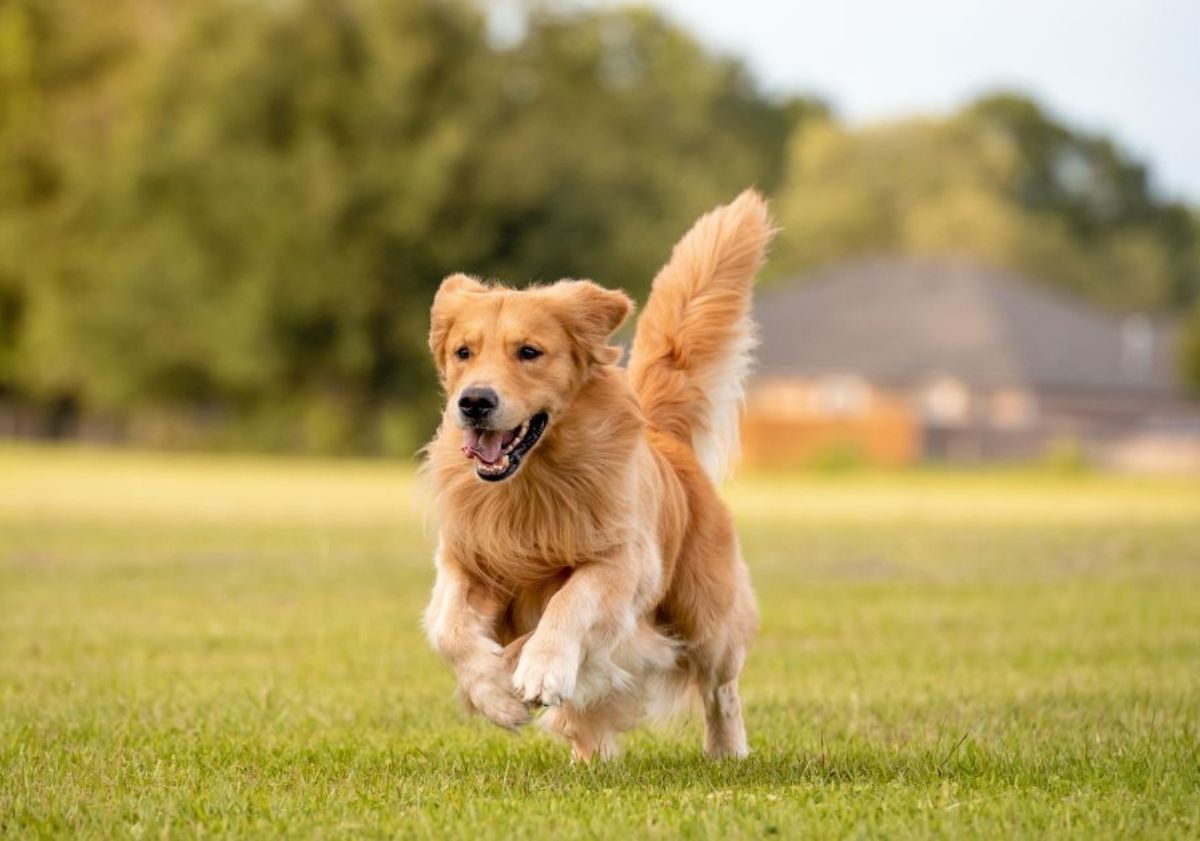 golden retriever courant dans un champ