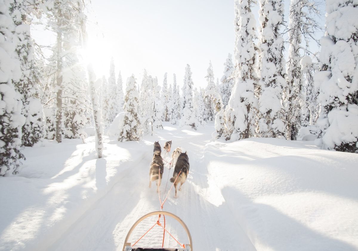 attelage de chiens de traîneau sur la neige