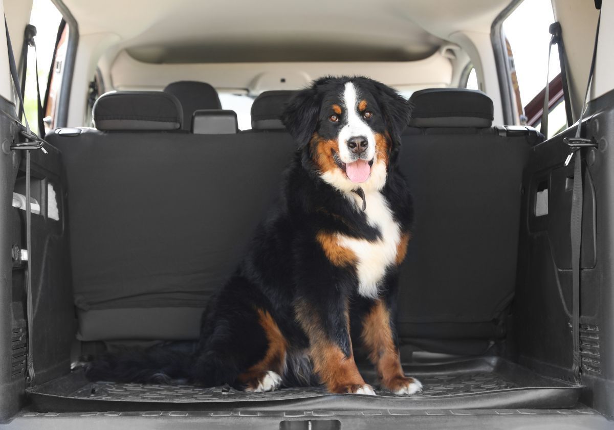 bouvier bernois assis dans un coffre de voiture