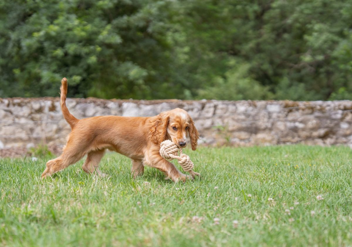 chiot cocker avec son jouet dans un jardin