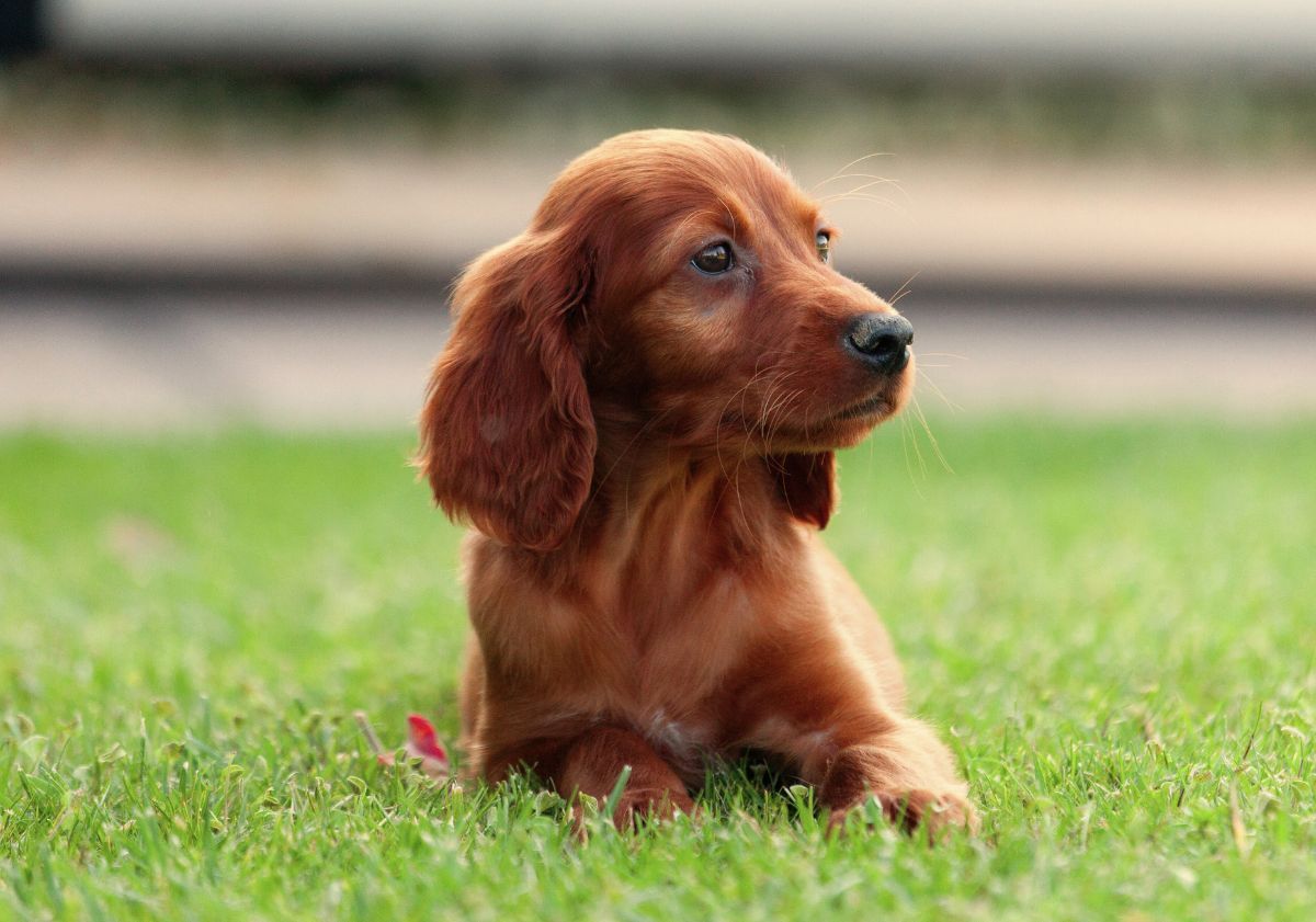 chiot setter irlandais dans l'herbe