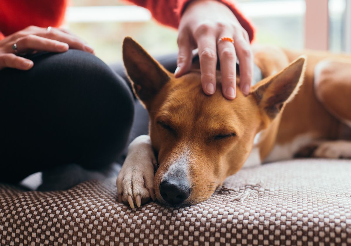 chien se faisant caresser par sa maîtresse