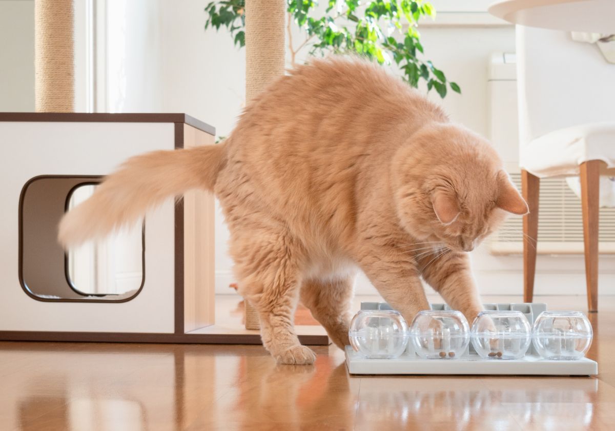chat jouant avec un jeu d'intelligence