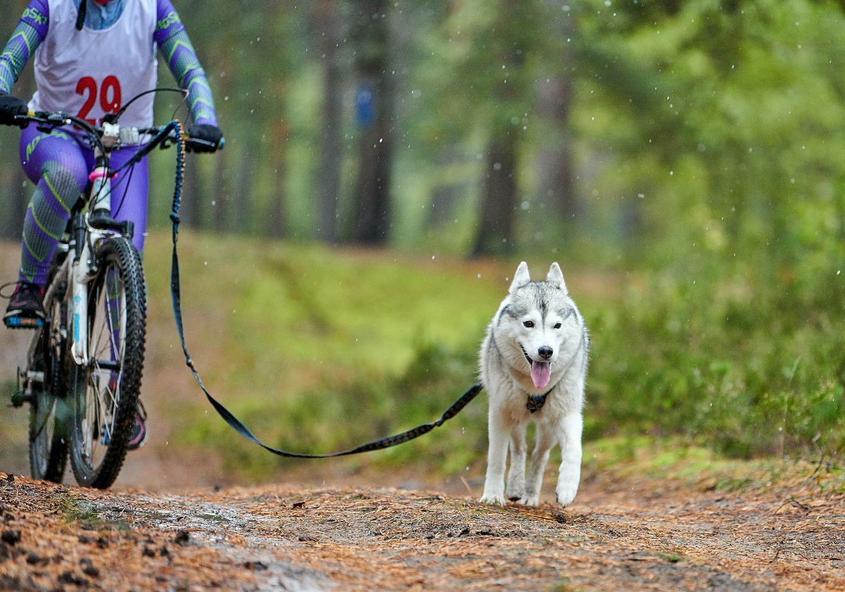 chien faisant du cani-vtt avec son maître dans la forêt