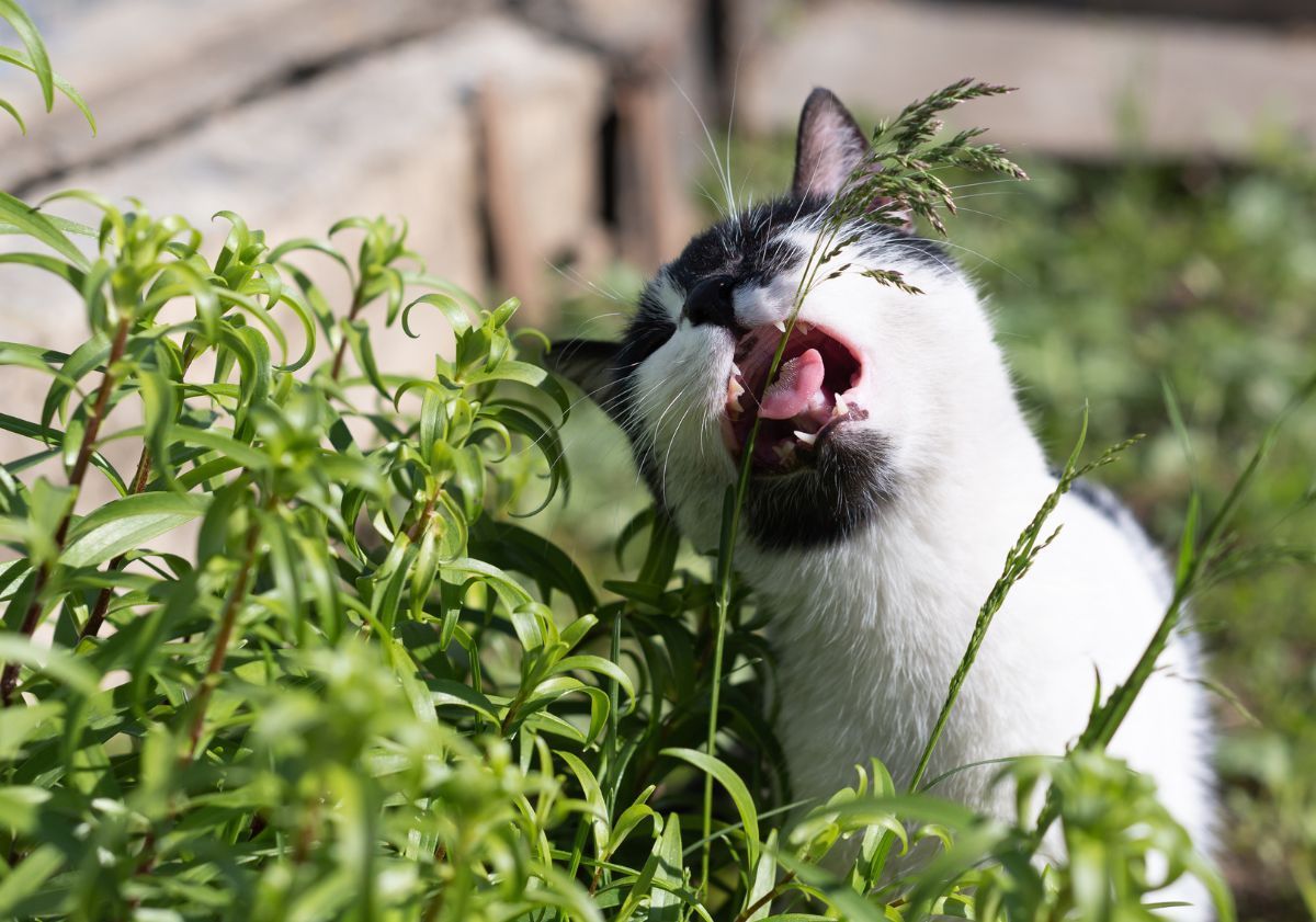 chat noir et blanc mangeant des feuilles