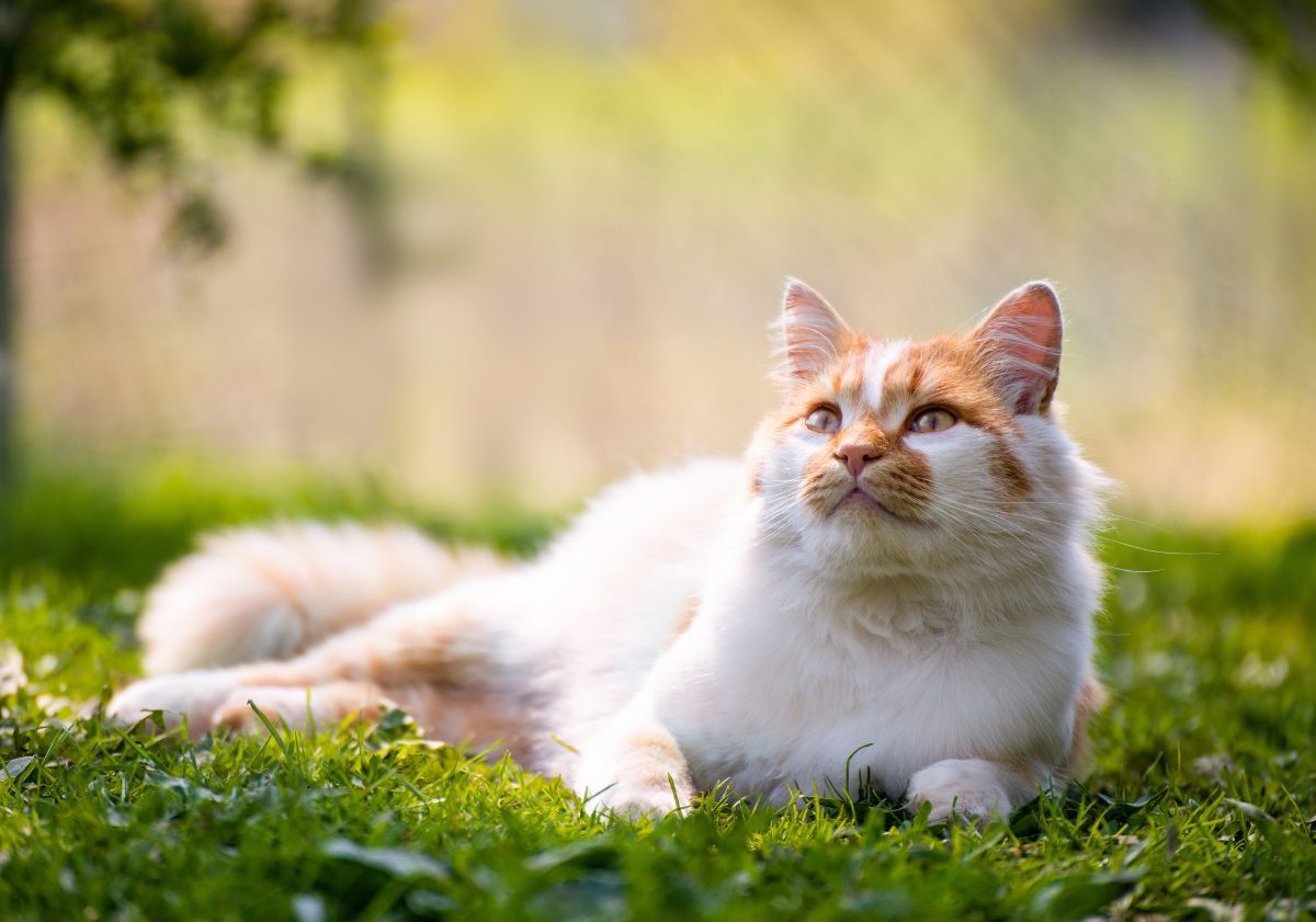 chat roux et blanc allongé dans l'herbe