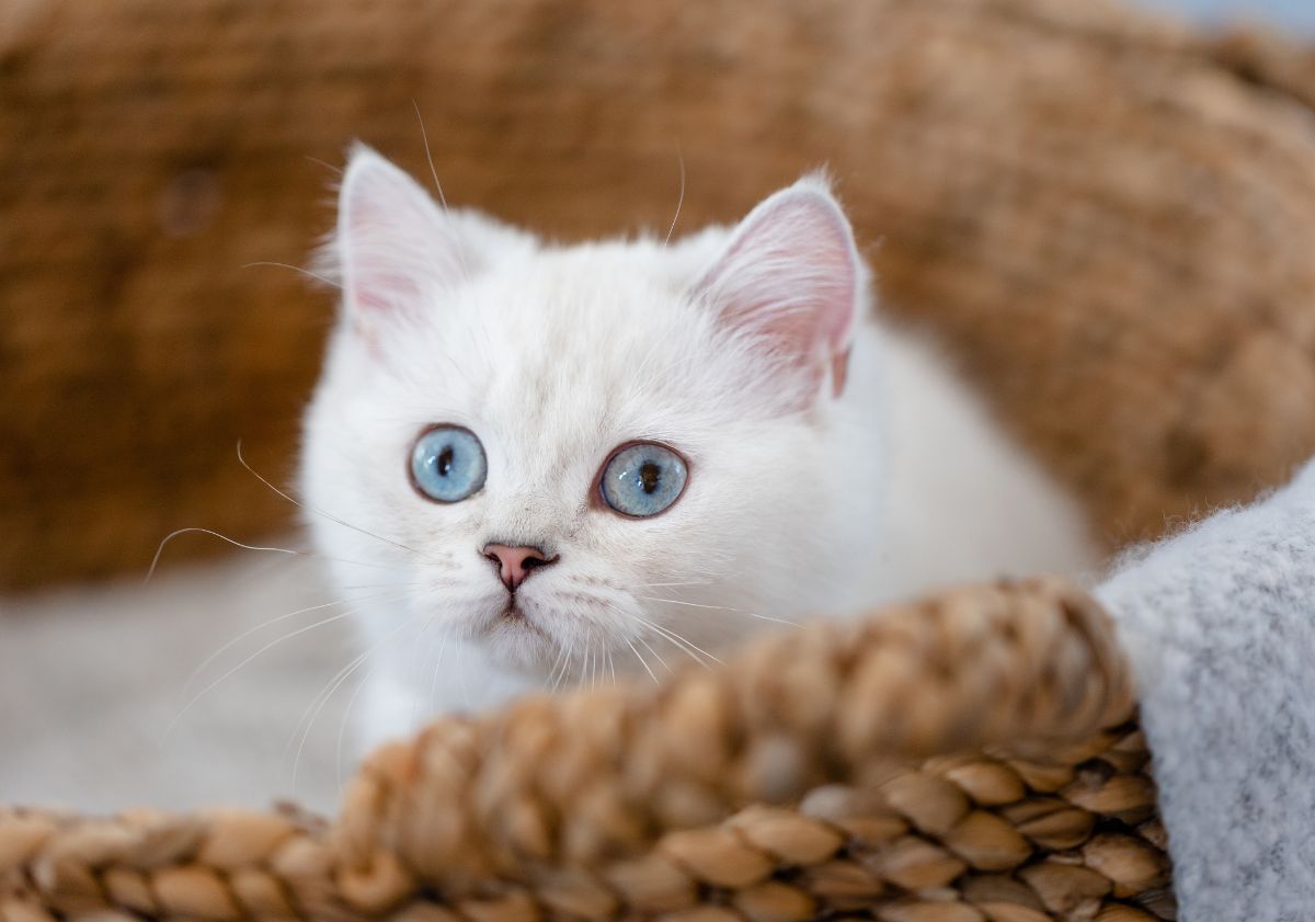 chaton blanc dans son panier en osier