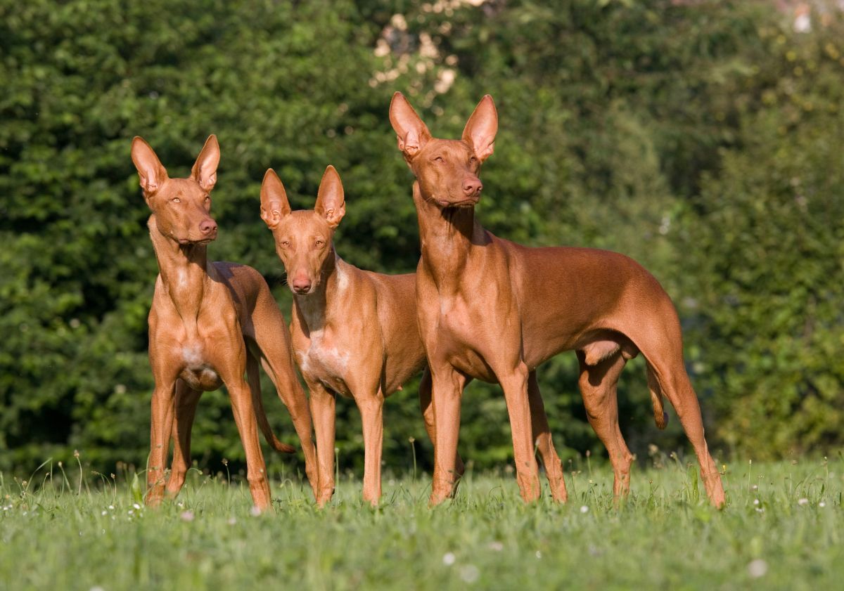 chiens du pharaon dans la nature