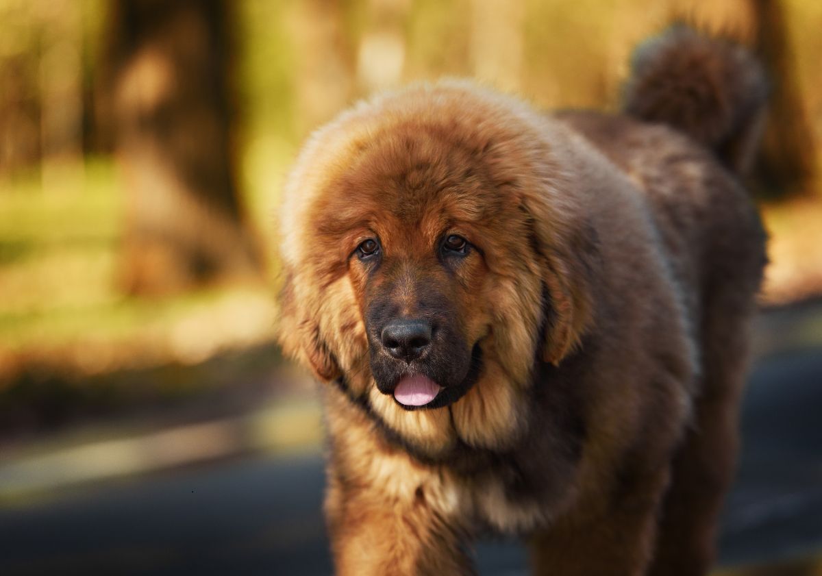 dogue du tibet beige marchant en extérieur