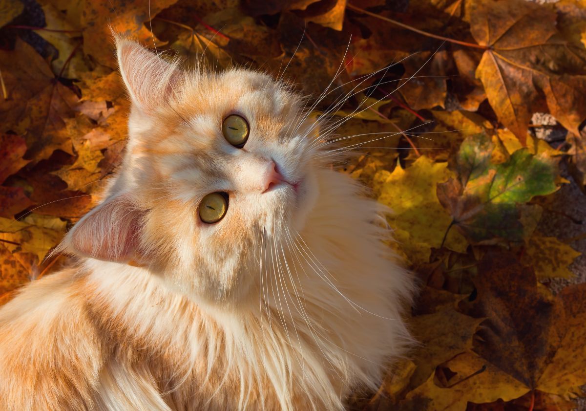 chat roux dans des feuilles d'automne