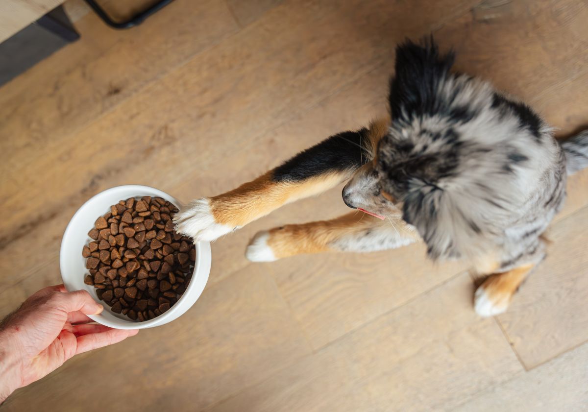 chiot berger australien avec une patte sur sa gamelle de croquettes