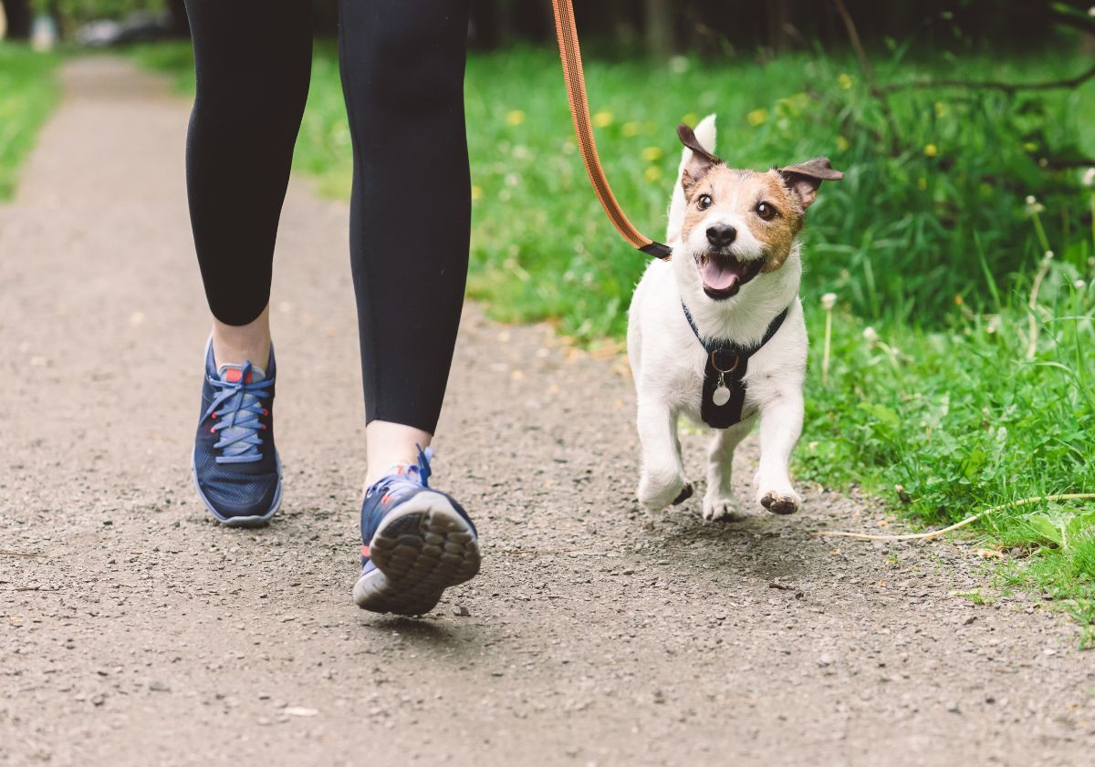 jack russell courant avec sa maîtresse