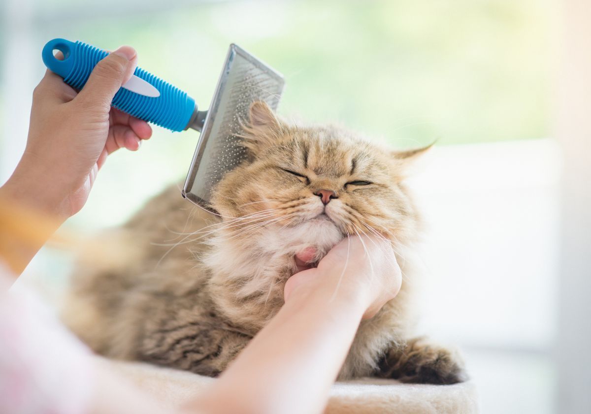 chat à poils longs se faisant brosser