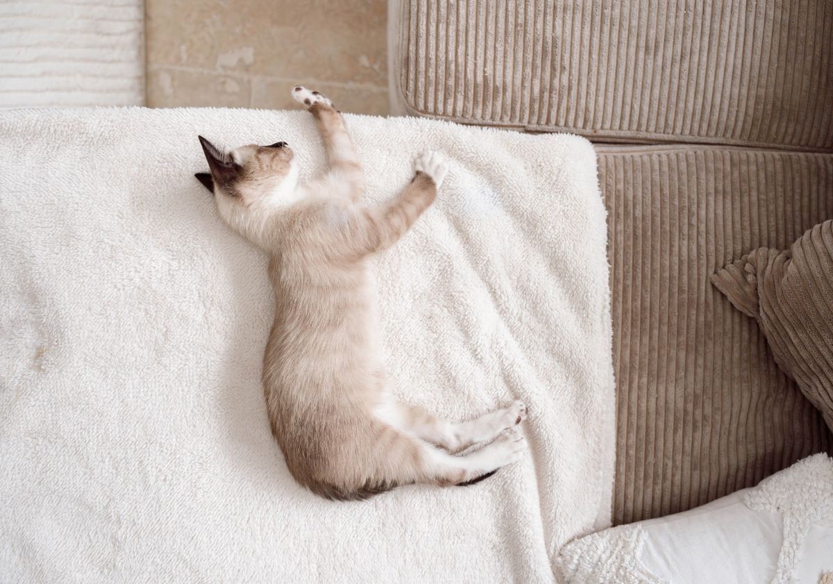 chaton dormant sur un canapé