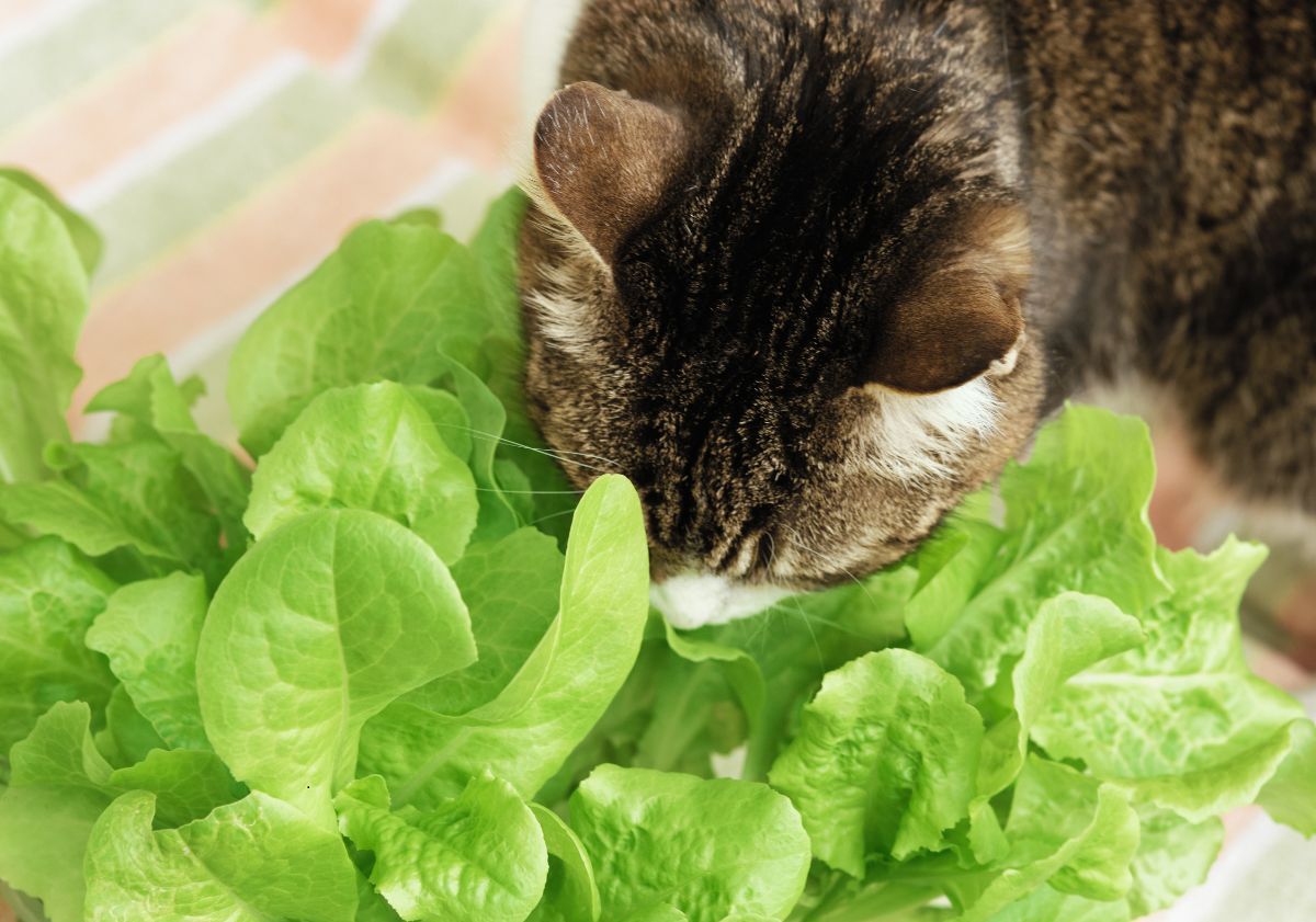 chat qui sent de la salade