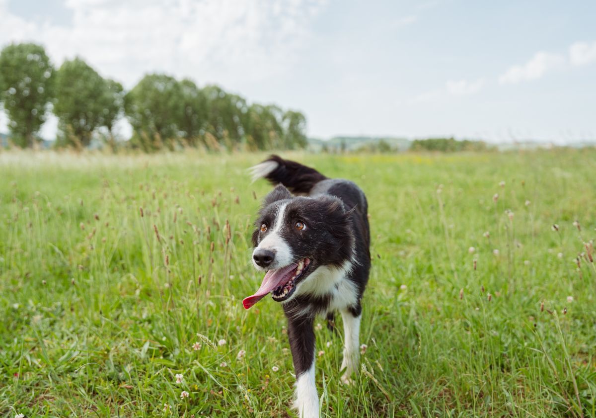 chiot border collie dans un champ