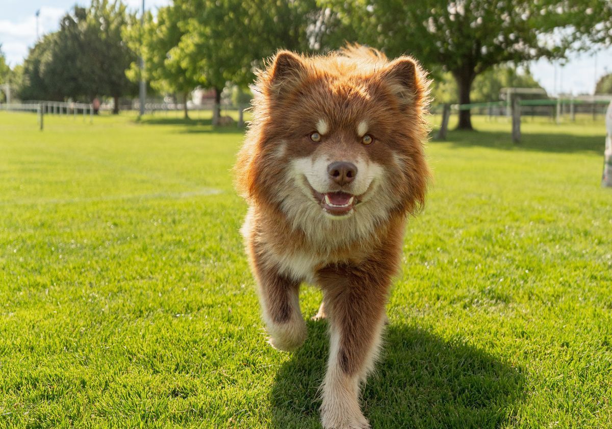 chien se baladant sur un terrain de football