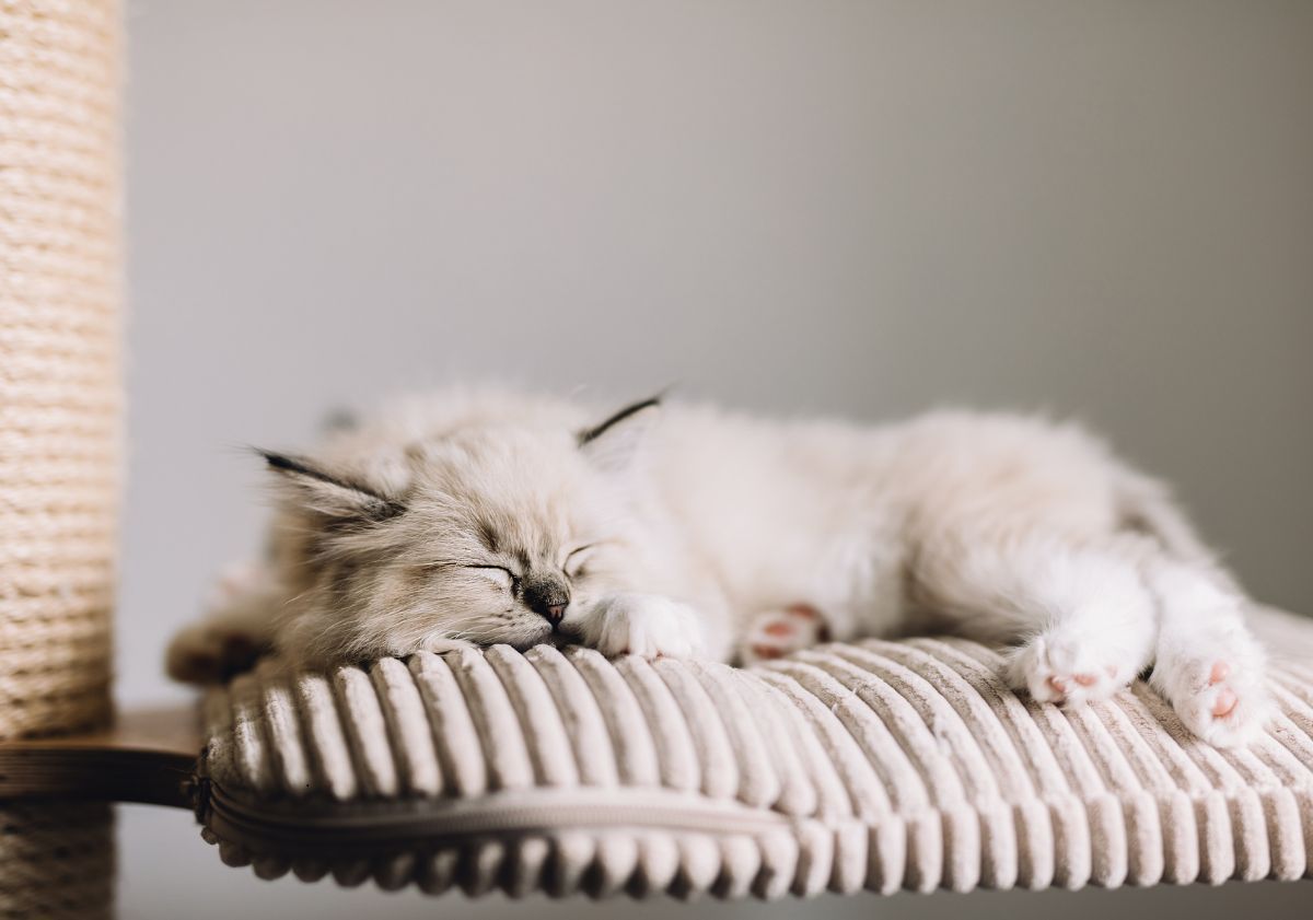 chaton crème dormant sur son arbre à chat