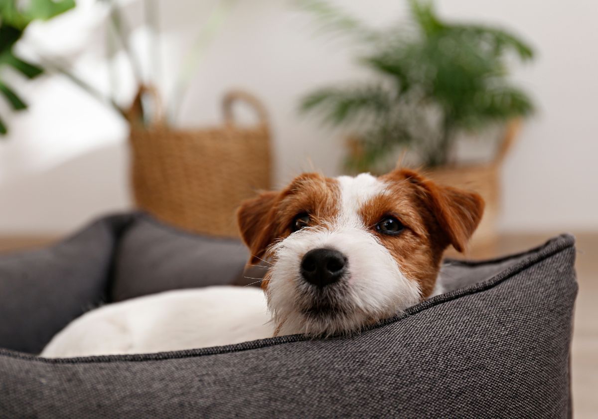 chien roux et blanc dans son panier gris