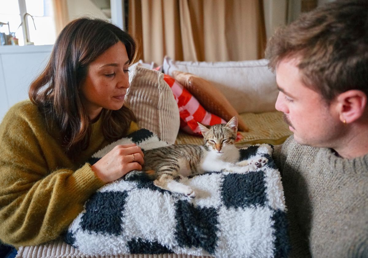 chat gris et blanc sur son canapé avec ses propriétaires