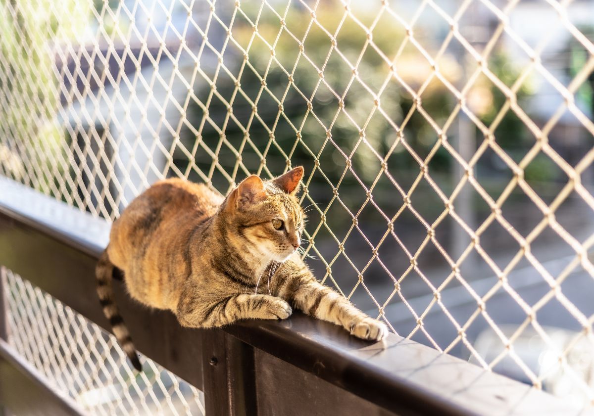 chat allongé sur son balcon avec protection