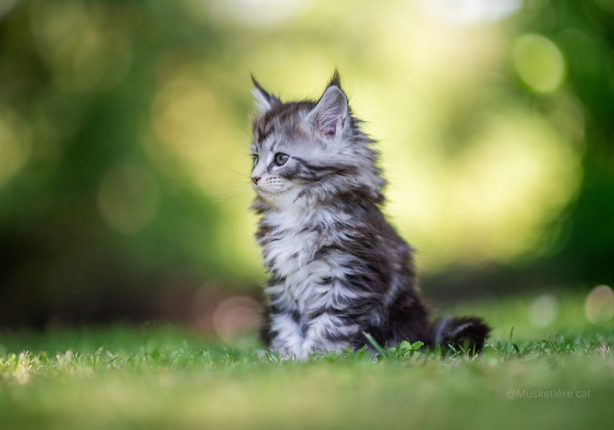 chaton maine coon assis dans l'herbe