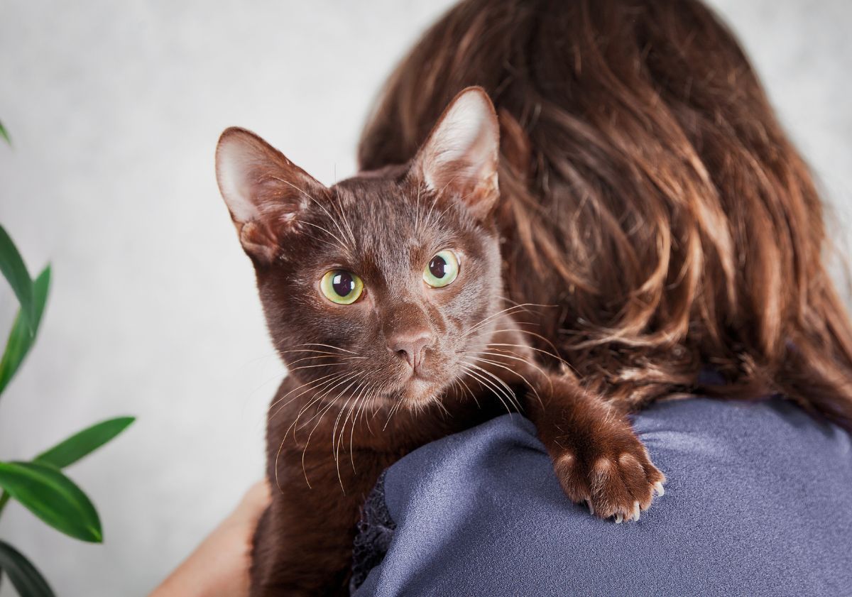 chat havana brown porté par sa maîtresse