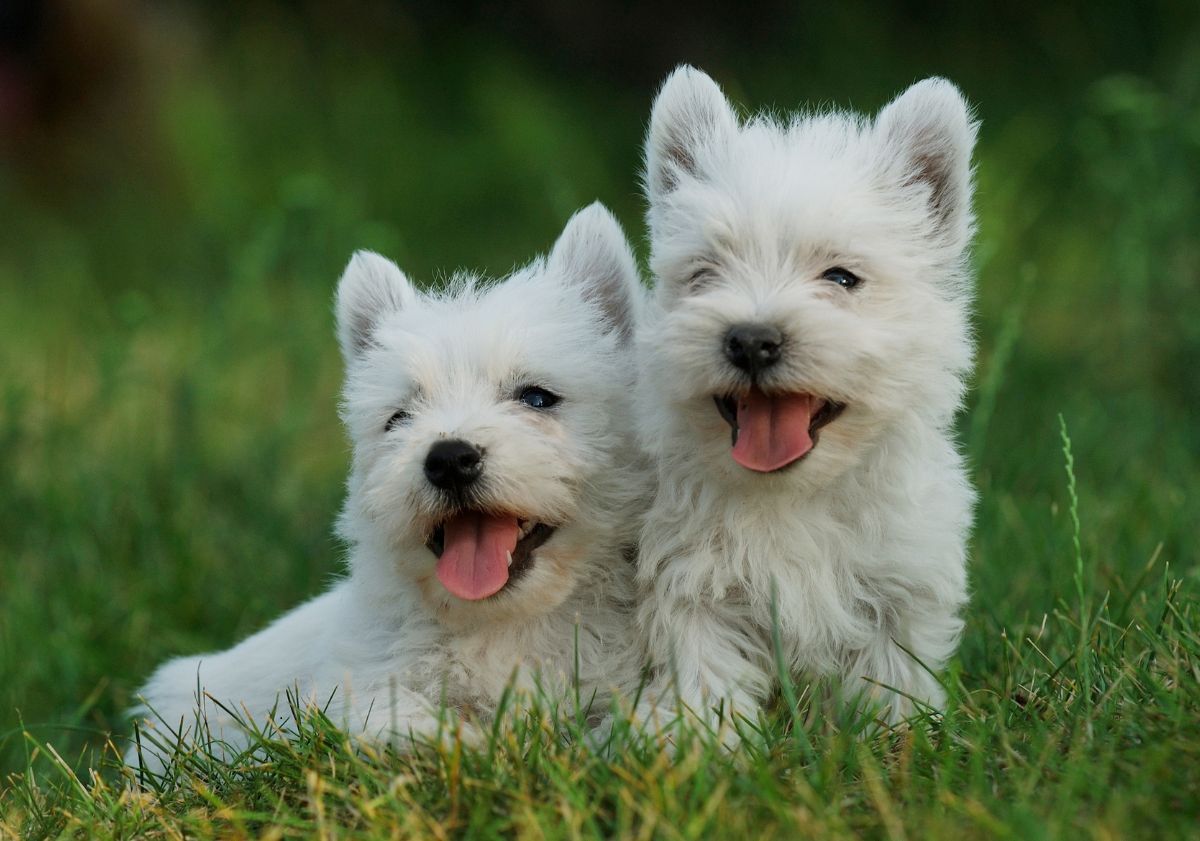 deux chiots westie dans l'herbe