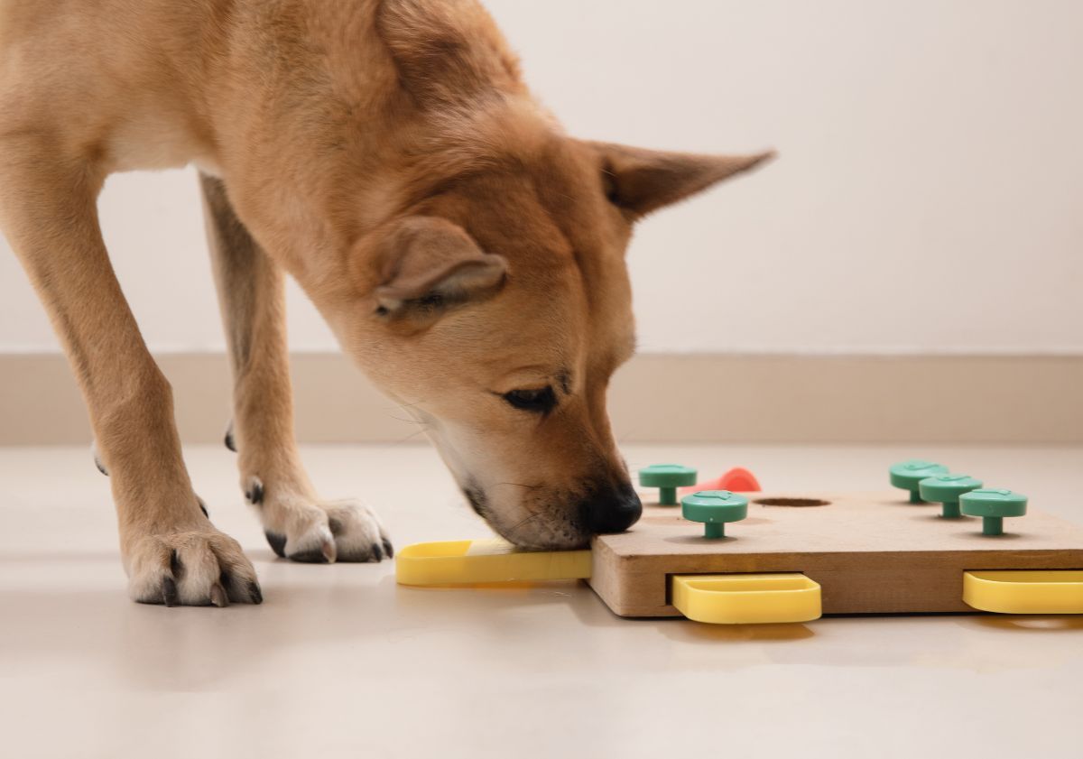 chien jouant avec un jeu d'intelligence