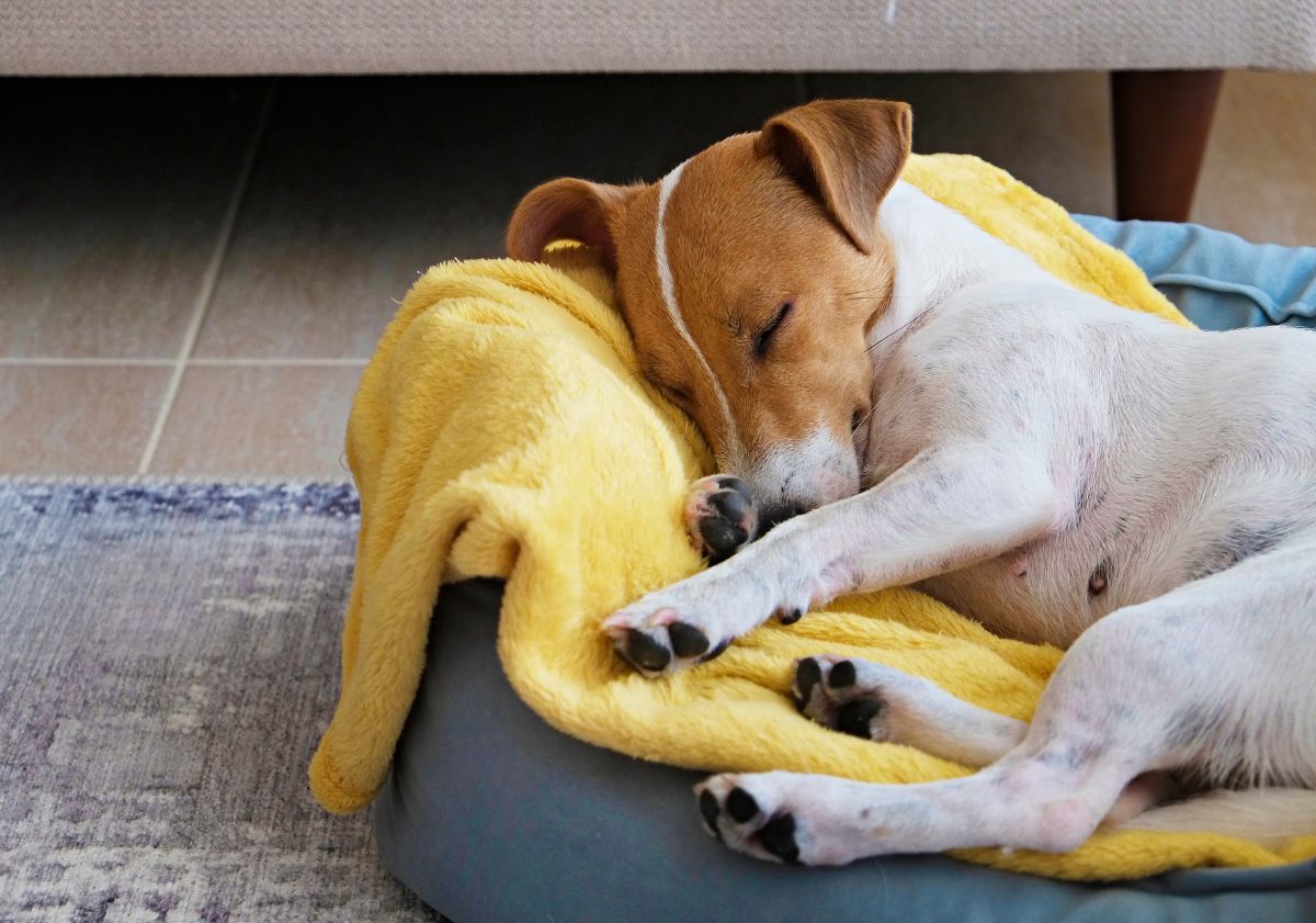 jack russell endormi dans un panier