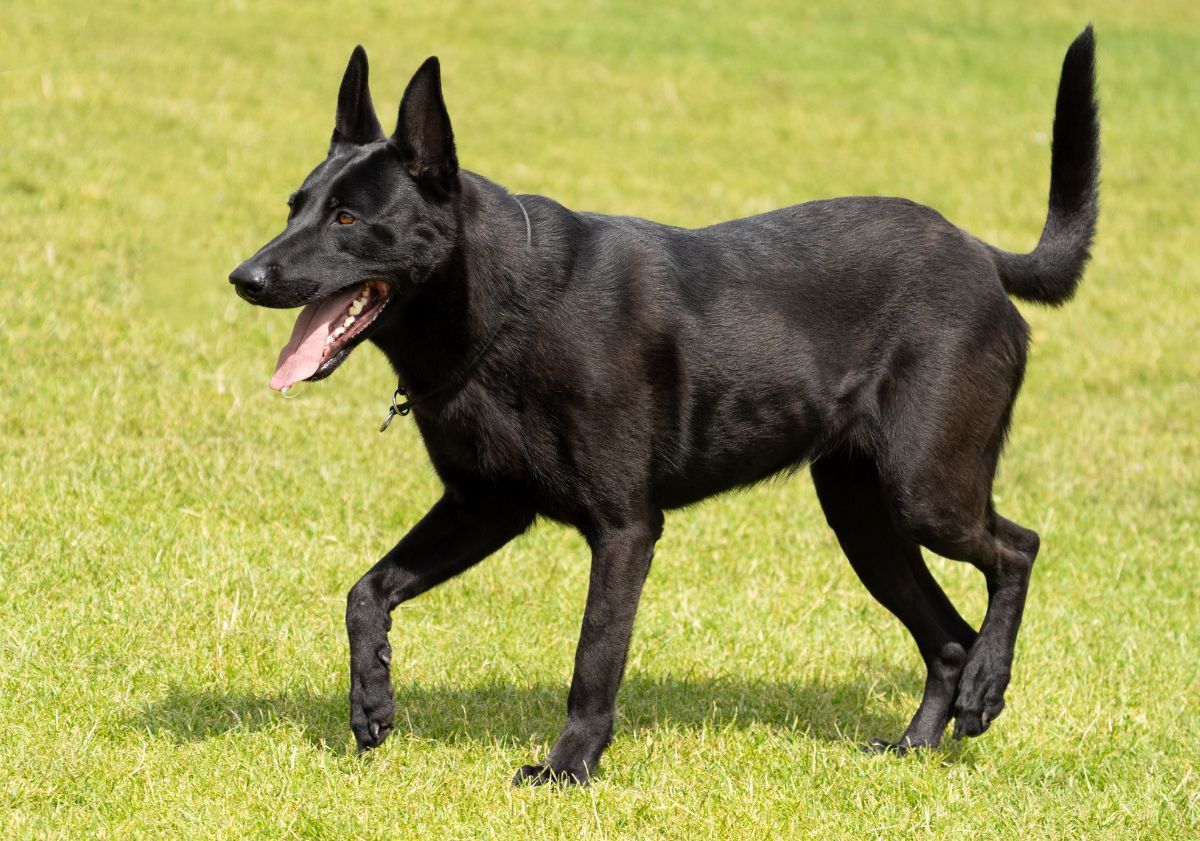 malinois noir marchant dans l'herbe