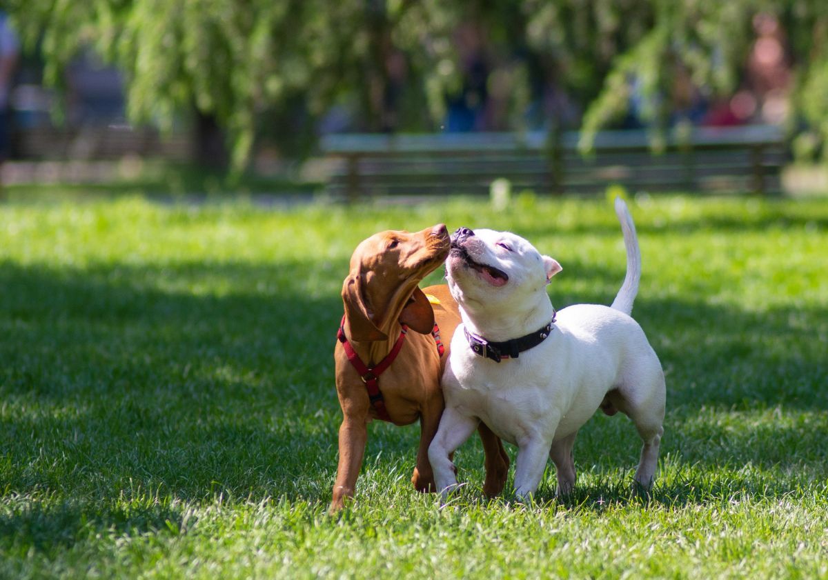 deux chiens se promenant ensemble à l'extérieur