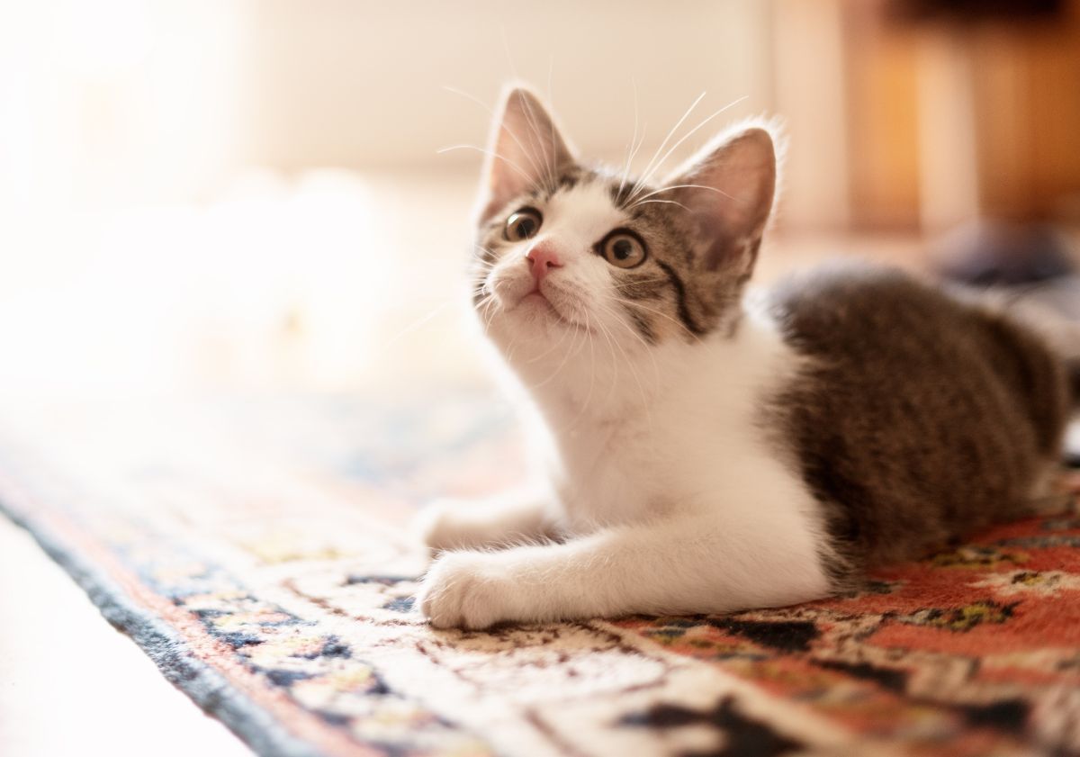 chat couché sur un tapis