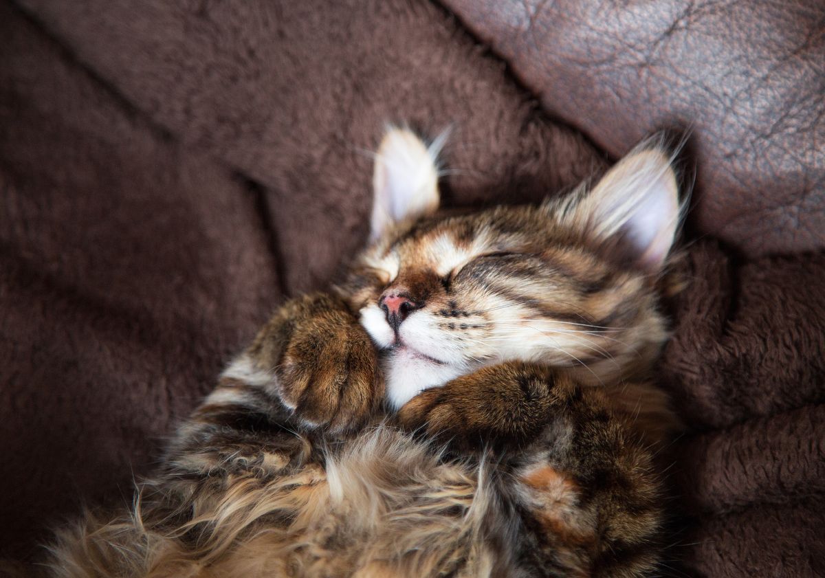 chat tabby dormant sur un plaid