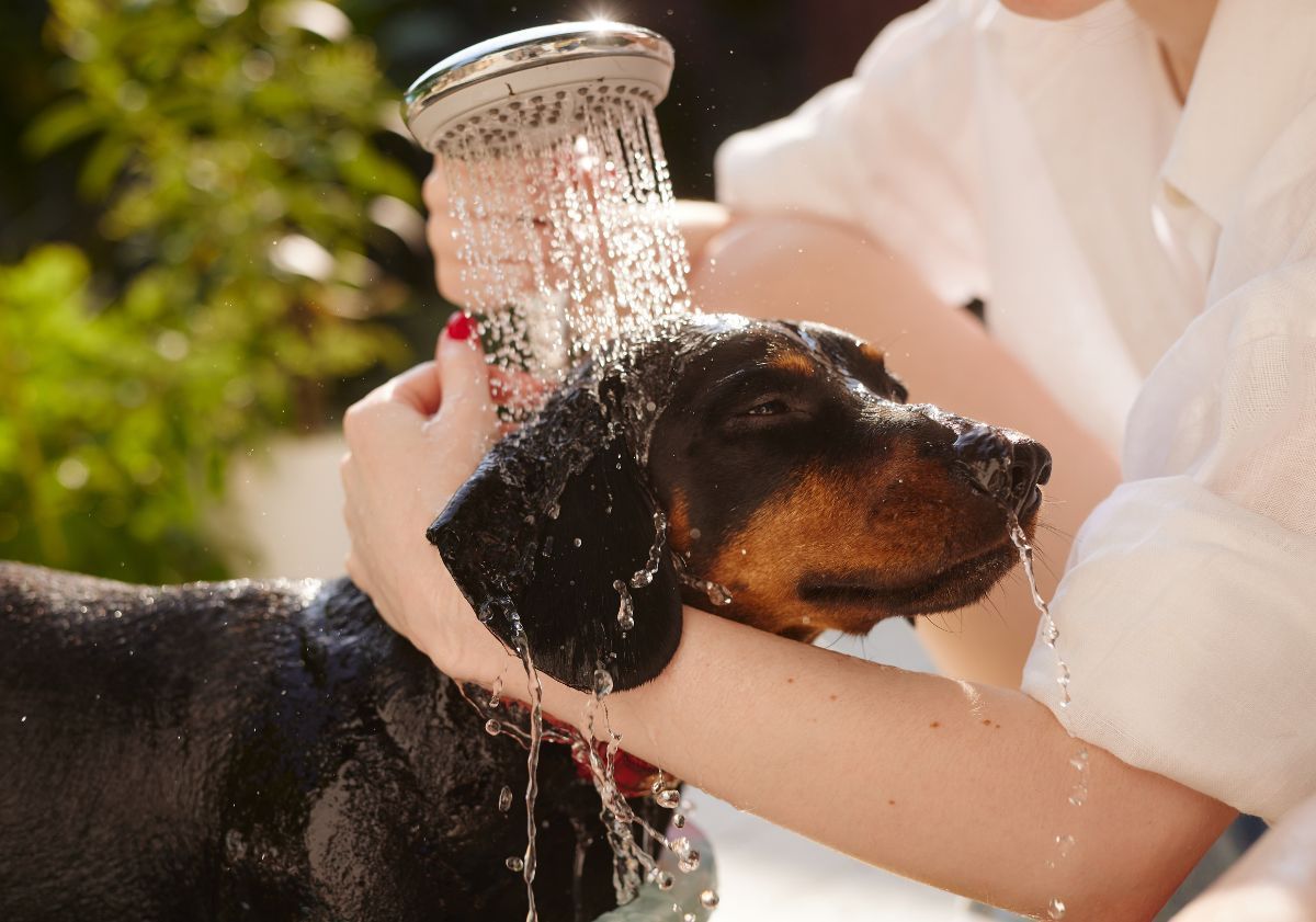 chien qui prend une douche
