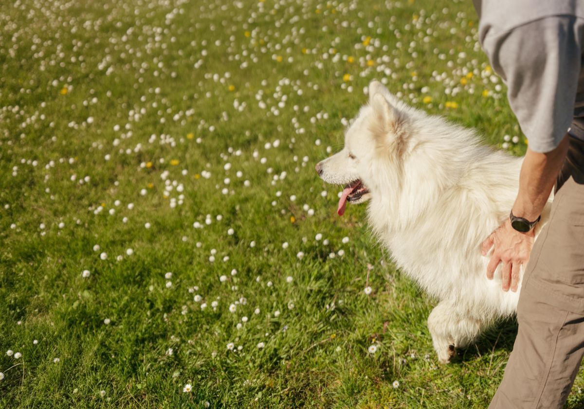 chien dans un pré avec son maître
