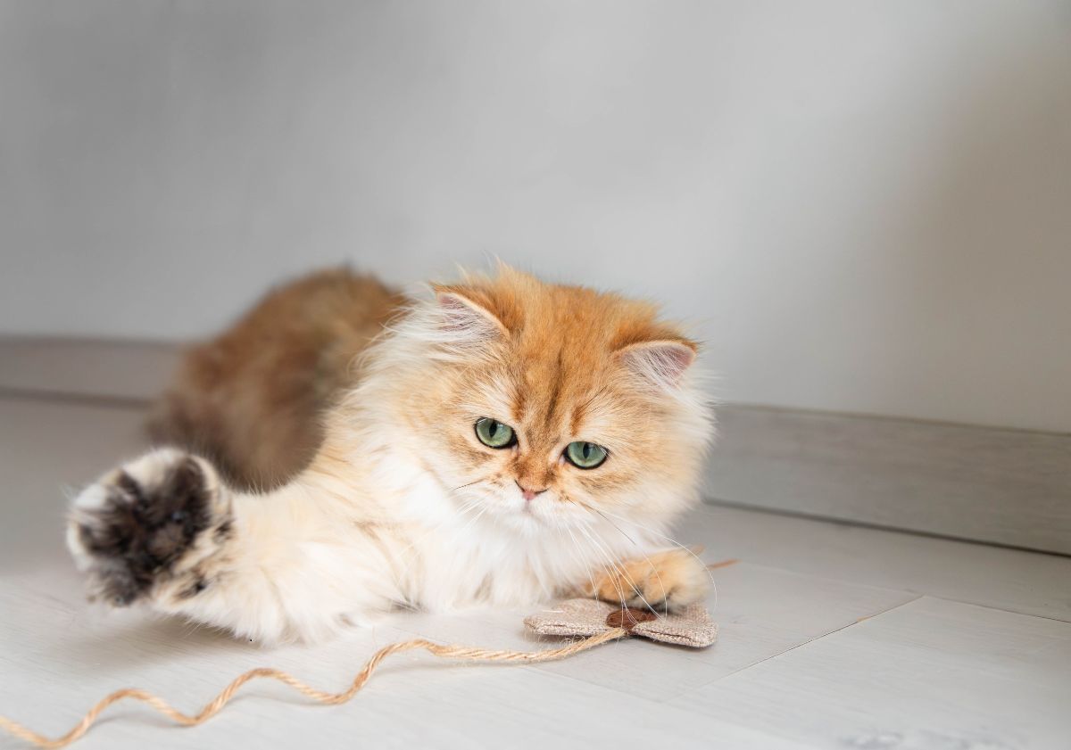 british longhair roux jouant avec une canne à pêche